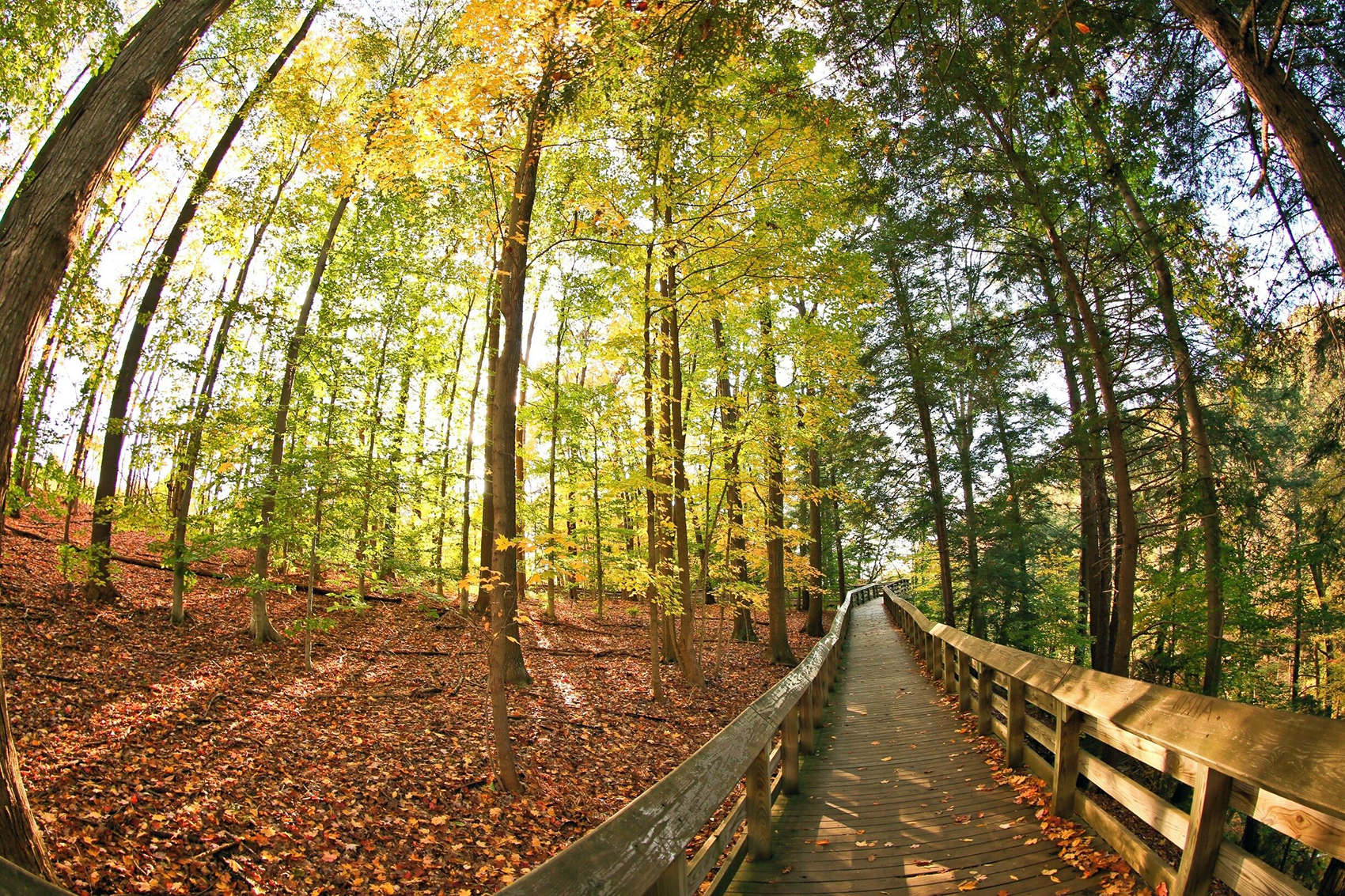 Wooden boardwalk through an autumn forest near Sagamore Hills, Ohio
